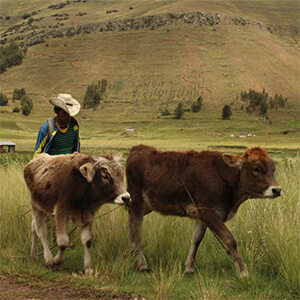 Actividades economicas productivas